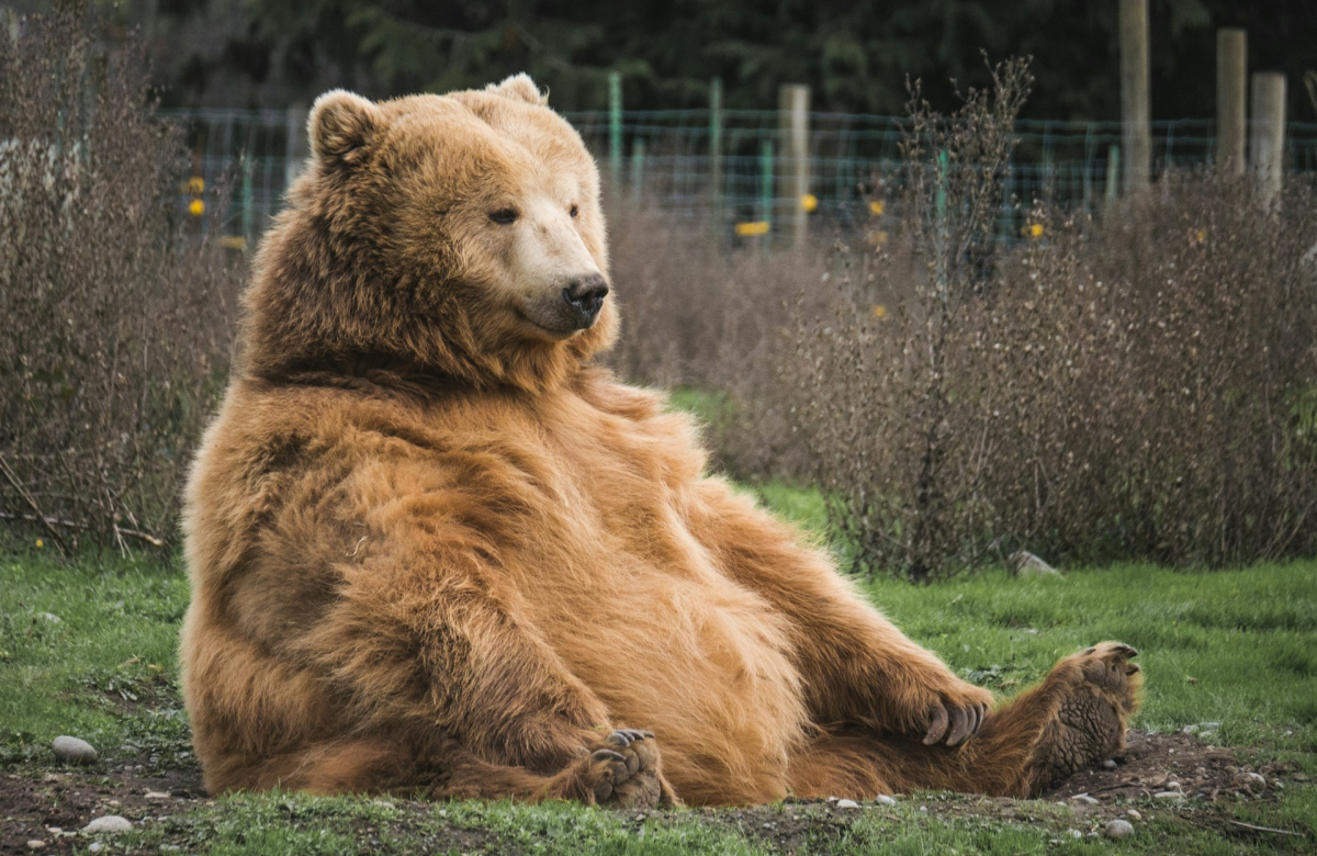 Foto: Mark Basarab / Unsplash